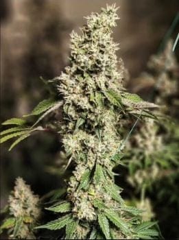 Z Cut RBX2 Feminized Seeds-ETHO-ZCURBX2-FEM
