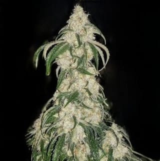 Big Fat N' Fruity Feminized Seeds-ETHO-BFNF-FEM