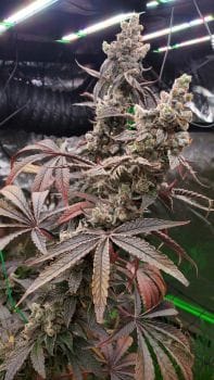 Strawzilla Feminized Seeds-UMSC-STRA-FEM