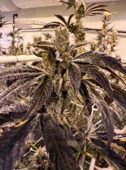 Prime Lime Feminized Seeds-UMSC-PRLI-FEM