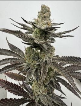 Melt Mode Feminized Seeds-UMSC-MEMO-FEM