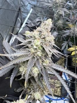 Juice Pack Feminized Seeds-UMSC-JUPA-FEM