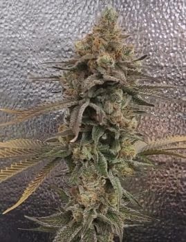 Color Theory Feminized Seeds-UMSC-COTH-FEM
