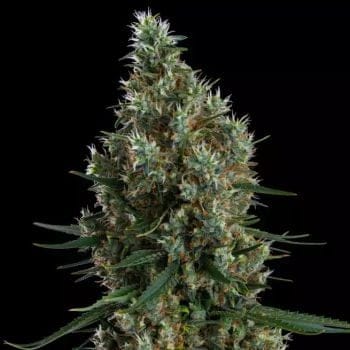 Zweet Inzanity RBX Feminised Seeds-ETHO-ZWINRBX-FEM
