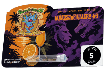 Mimosa x Chimera #3 Féminisée Graines-SS-MIXCH3-FEM