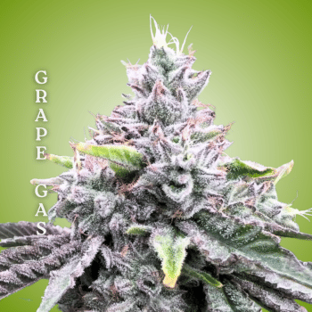 Grape Gas Clones-SMAN-CL-CTH-GRGA