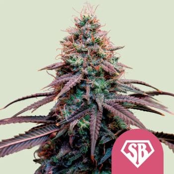 Super Boof Feminised Seeds-RQS-SUBO-FEM