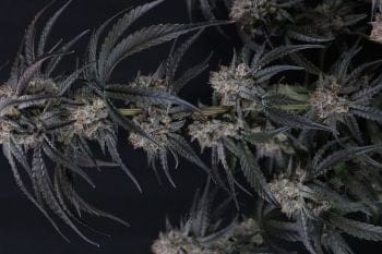 Mango Frost Auto Feminiseret Frø-FB-MAFR-AUTO-FEM