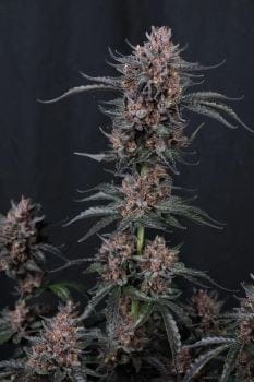Mango Cherry Runtz Auto Feminised Seeds-FB-MACR-AUTO-FEM
