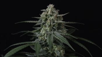 Banana Frost Auto Feminised Seeds-FB-BAFR-AUTO-FEM