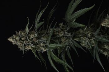 Banana Cherry Cookies Auto Feminised Seeds-FB-BACC-AUTO-FEM