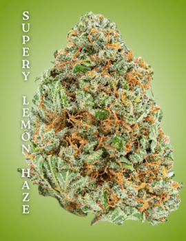Super Lemon Haze Clones-SMAN-CL-CTH-SULH