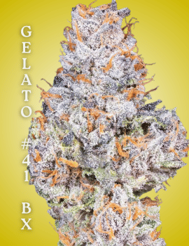 Gelato 41 BX Clones-SMAN-CL-CTH-GE41BX