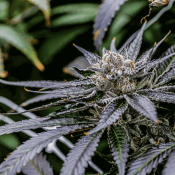 Mimosa Clones-SMAN-CL-ENBI-MIMO