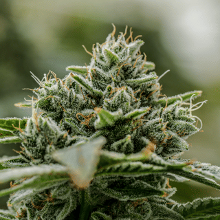 Endless Glue Clones-SMAN-CL-ENBI-ENGL