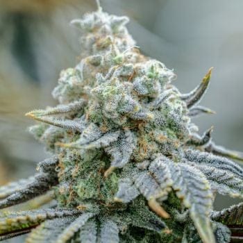 Endless Frost Clones-SMAN-CL-ENBI-ENFR