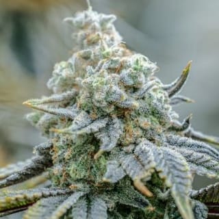 Endless Frost Clones-SMAN-CL-ENBI-ENFR