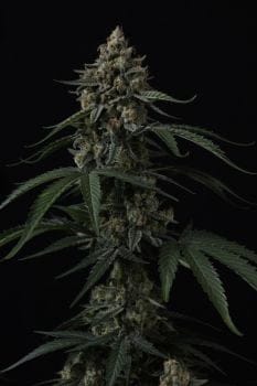 Banana Cherry Cookies Auto Feminiserad Frön-FB-BACC-AUTO-FEM