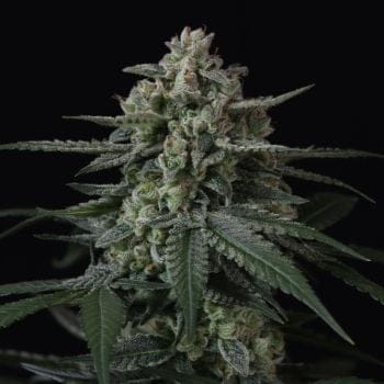 Banana Frost Auto феминизирани семена-FB-BAFR-AUTO-FEM