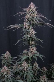 Mendo Cherry Cookies Auto феминизирани семена-FB-MECC-AUTO-FEM