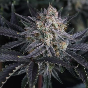 Mango Frost Auto феминизирани семена-FB-MAFR-AUTO-FEM