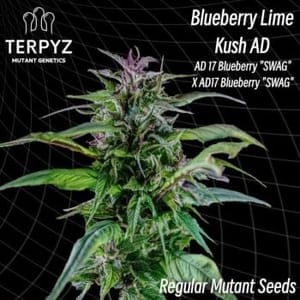 Blueberry Lime Kush AD Regular Seeds-TERP-BBLKAD-REG