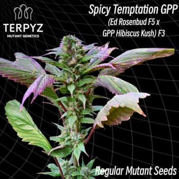 Spicy Temptation GPP Regular Seeds-TERP-SPTGPP-REG