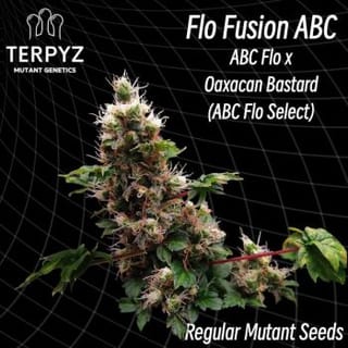Flo Fusion ABC Regular Seeds-TERP-FLOFUS-REG