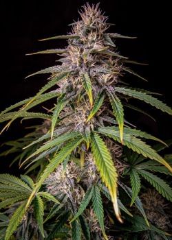 Alien Vs Triangle Auto Feminized Seeds-MEPH-ALVTRI-AUTO-FEM