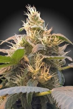 Energy CBD Feminised Seeds (CBDenergy‚Ñ¢)-PARA-EN-CBD-FEM