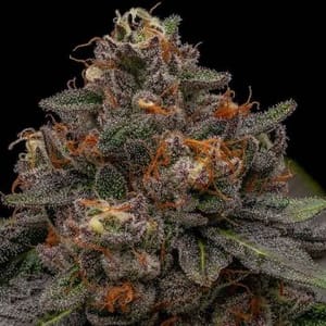 Korenji Feminised Seeds-RIPP-KOR-FEM