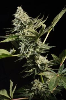 Glowstarz Feminised Seeds-PARA-GLSTARZ-FEM