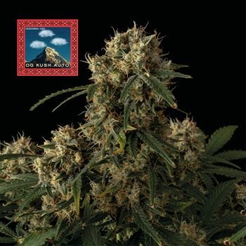OG Kush Auto Feminized Seeds x 3 - Special Offer-SMAN-OGK-AUTO-FEM-3-PROMO