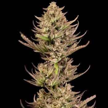 Purple Punch F1 Fast Feminized Seeds x 3 - Special Offer-SMAN-PUPU-FAST-FEM-3-PROMO