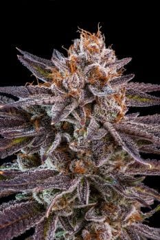 OMG Feminised Seeds-RIPP-OMG-FEM