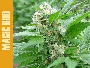 Magic Bud Feminised Seeds-magic-bud