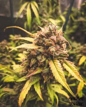 Bear Assed Monkey Auto Feminised Seeds-MEPH-BAM-AUTO-FEM