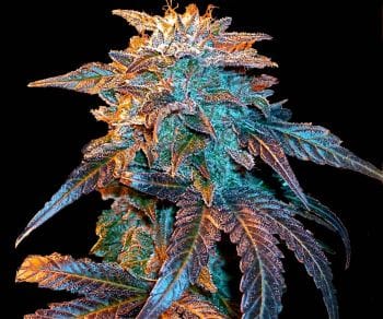 Gelato Auto Feminised Seeds-FMLGELA