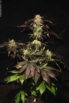 White Berry Feminised Seeds-white-berry