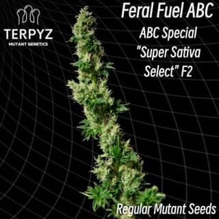 Feral Fuel ABC Regular Seeds-TERP-FFABC-REG