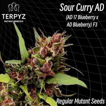 Sour Curry AD Regular Seeds-TERP-SCURRYAD-REG
