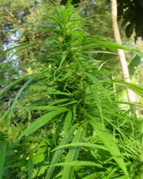Highland Lao 12 Regular Seeds-RSCHL12