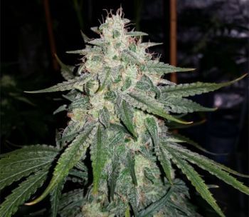 4 Assed Monkey Auto Feminized Seeds-MEPH-4ASS-AUTO-FEM