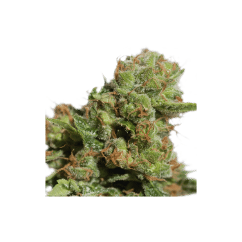 Bruce Lemon Diesel Auto Feminised Seeds-SSSC-BLD-AUTO-FEM