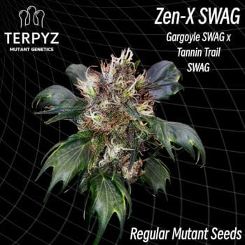 Zen-X Swag Regular Seeds-TERP-ZXSWAG-REG