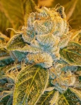 Sour Ripper Feminised Seeds-RIPP-SR-FEM