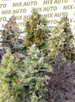Sweet Mix Auto Feminised Seeds-SS-MIXA-FEM