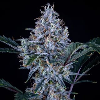Sundae Thumper Auto Feminised Seeds-MEPH-SUNTH-AUTO-FEM