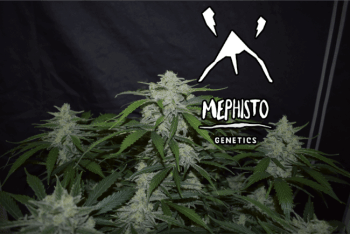Fugue State Auto Feminised Seeds-MEPH-FUGSTAT-AUTO-FEM