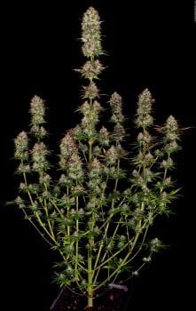 Apricot Candy Feminised Seeds-PARA-AC-FEM
